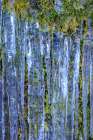 USA- Washington State- Seabeck. Close-up of icicles and moss. Art Print